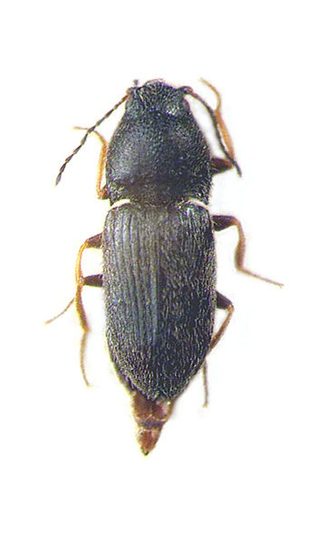 Zorochros pilosellus