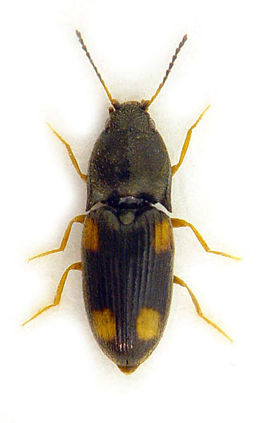 Zorochros quadriguttatus