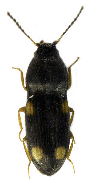 Zorochros quadriguttatus