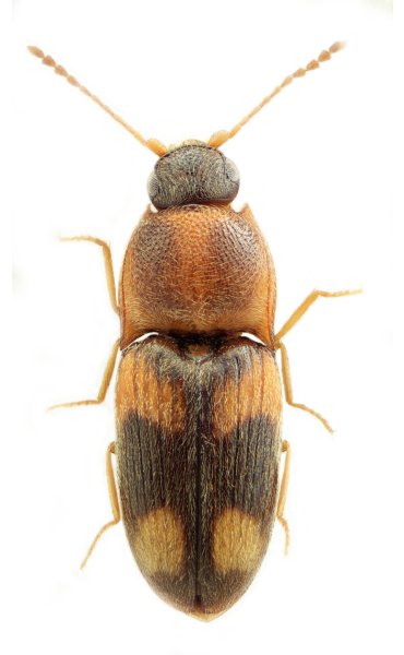 Zorochros tongshanensis