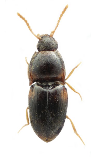 Zorochros yunnanus