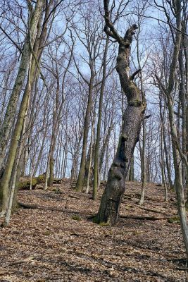 Čabradský Vrbovok, 29.3.2003
Čabraď, vrch Žabinec. Zarostlý pastevní les.



Klíčová slova: Čabradský Vrbovok Čabraď vrch Žabinec pastevní les