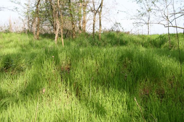 Mužla, Čenkov, 3.4.2014
Světlina v akátovém háji u Dunaje, osídlená kovaříky Cidnopus rusenae.  



Klíčová slova: Mužla Čenkov Cidnopus rusenae