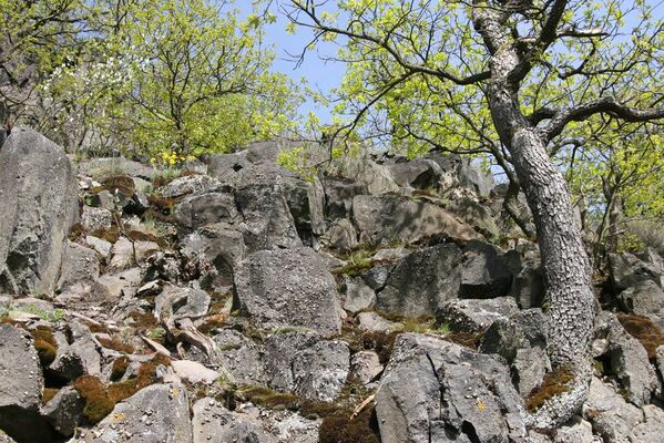 Stráž nad Ohří, 5.5.2015
Vrch Nebesa.
Keywords: Stráž nad Ohří vrch Nebesa Anostirus bohemicus