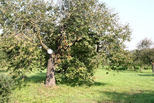 Boharyně, 27.9.2011
Třešeň v ovocném sadu na severním okraji obce.
Schlüsselwörter: Boharyně Anthaxia candens