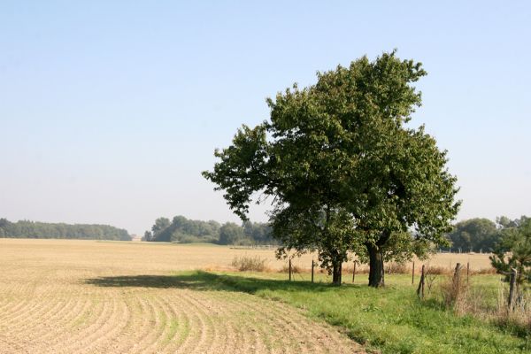 Kosičky, 27.9.2011
Třešeň na okraji pole u Babic.
Klíčová slova: Kosičky Anthaxia candens