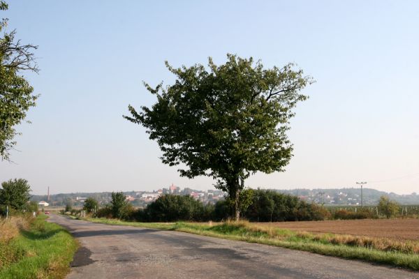 Libčany, 27.9.2011
Třešeň u silnice na Roudnici.
Schlüsselwörter: Libčany solitér Anthaxia candens