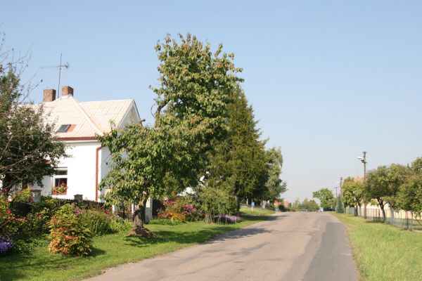 Malé Výkleky, 27.9.2011
Třešeň na jižním okraji obce.
Schlüsselwörter: Malé Výkleky vjezd Anthaxia candens