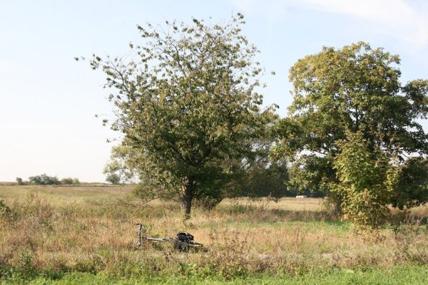 Olešnice, 27.9.2011
Třešeň na břehu kanálu Cidliny.
Klíčová slova: Olečnice Cidlina Anthaxia candens