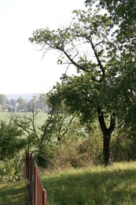 Chlumec nad Cidlinou, 27.9.2011
Třešeň v ovocném sadu nedaleko Olešnice.
Keywords: Chlumec nad Cidlinou Anthaxia candens