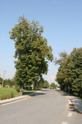 Přepychy, 27.9.2011
Lípy na návsi.
Schlüsselwörter: Přepychy Lamprodila rutilans