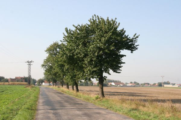 Roudnice, 27.9.2011
Třešňová alej u silnice na Libčany.
Klíčová slova: Roudnice Anthaxia candens