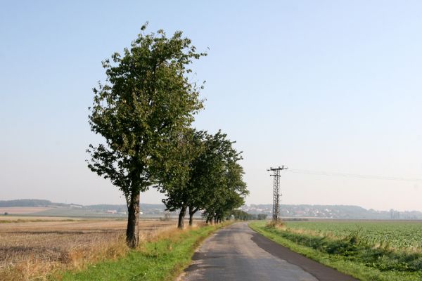 Roudnice, 27.9.2011
Třešňová alej u silnice na Libčany.
Klíčová slova: Roudnice Anthaxia candens