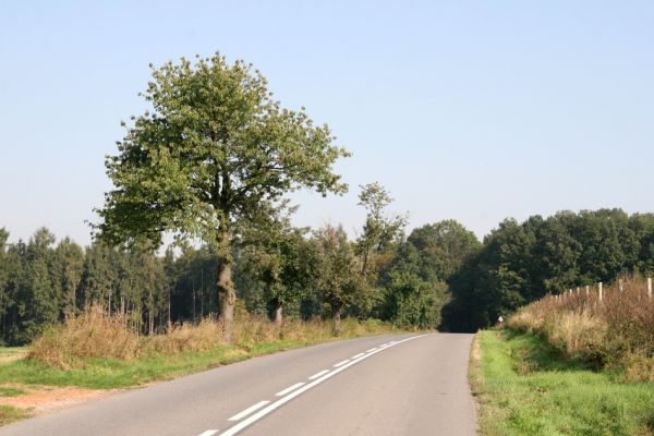 Roudnice, 27.9.2011
Třešně u silnice k obci Homyle.
Klíčová slova: Roudnice Anthaxia candens