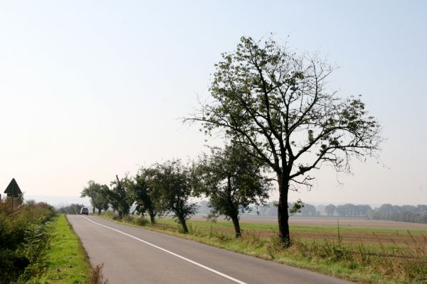 Roudnice, 27.9.2011
Třešně u silnice k obci Homyle.
Schlüsselwörter: Roudnice Anthaxia candens