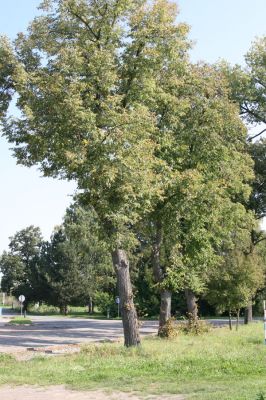 Újezd u Přelouče, 27.9.2011
Lípy u rybníka. 
Schlüsselwörter: Újezd u Přelouče Lamprodila rutilans