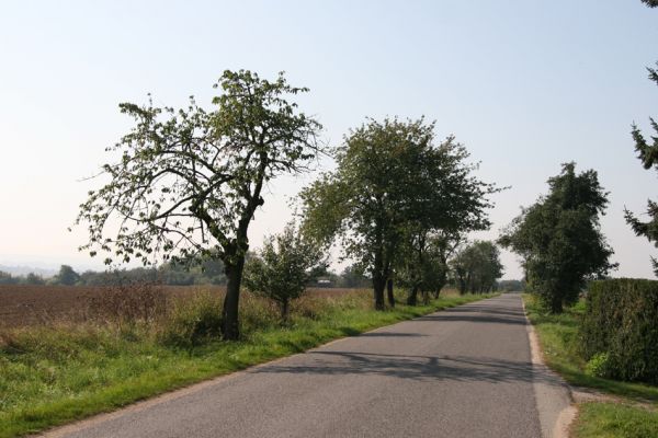 Zvíkov, 27.9.2011
Třešeň u hřbitova.
Klíčová slova: Boharyně Zvíkov nad Bystřicí Anthaxia candens