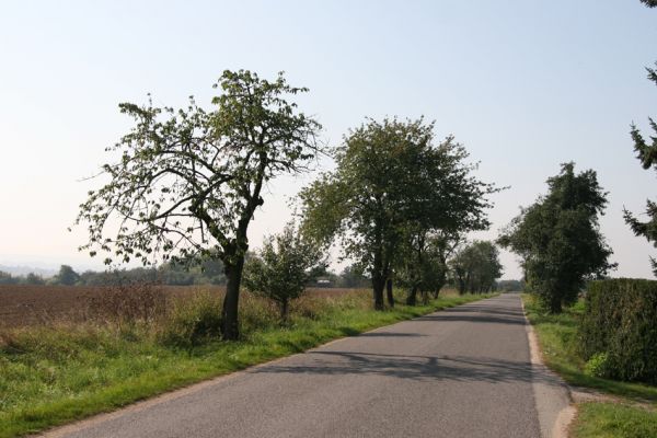 Zvíkov, 27.9.2011
Třešeň u hřbitova.
Mots-clés: Boharyně Zvíkov nad Bystřicí Anthaxia candens