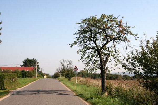 Zvíkov, 27.9.2011
Třešeň u hřbitova.
Klíčová slova: Boharyně Zvíkov nad Bystřicí Anthaxia candens