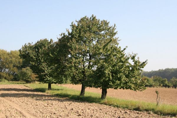 Zvíkov, 27.9.2011
Třešně na mezi.
Schlüsselwörter: Boharyně Zvíkov nad Bystřicí sad Anthaxia candens