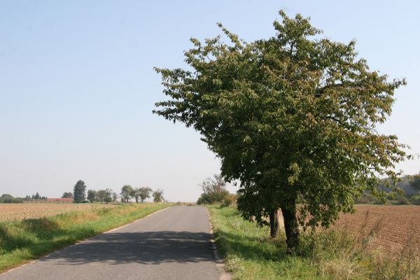 Zvíkov, 27.9.2011
Třešně u silnice nad Malými Babicemi.
Klíčová slova: Boharyně Zvíkov nad Bystřicí Anthaxia candens