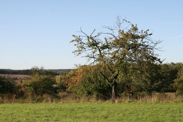 Česká Skalice, Rozkoš, 30.9.2011
Třešeň na okraji ovocného sadu.
Klíčová slova: Česká Skalice Rozkoš Anthaxia candens