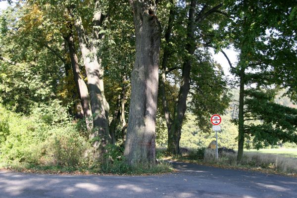 Ratibořice, 2.10.2011
Lipová alej u silnice k Bílému mostu.
Klíčová slova: Ratibořice u České Skalice Lamprodila rutilans