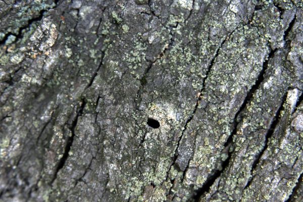 Ratibořice, 2.10.2011
Lipová alej u silnice k Bílému mostu. Výletový otvor krasce lipového.
Klíčová slova: Ratibořice u České Skalice Lamprodila rutilans