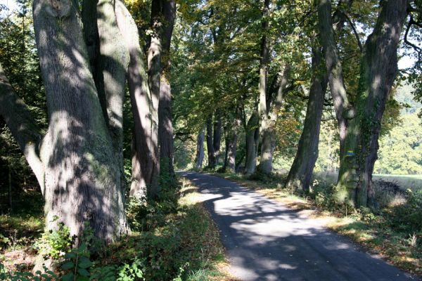 Ratibořice, 2.10.2011
Lipová alej u silnice k Bílému mostu.
Klíčová slova: Ratibořice u České Skalice Lamprodila rutilans