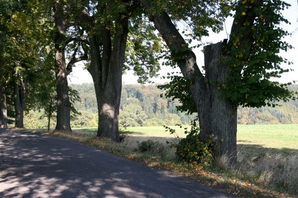 Ratibořice, 2.10.2011
Lipová alej u silnice k Bílému mostu.
Keywords: Ratibořice u České Skalice Lamprodila rutilans