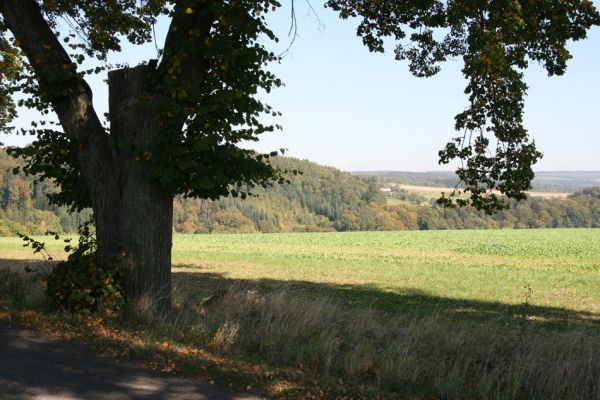 Ratibořice, 2.10.2011
Lipová alej u silnice k Bílému mostu. 
Keywords: Ratibořice u České Skalice Lamprodila rutilans