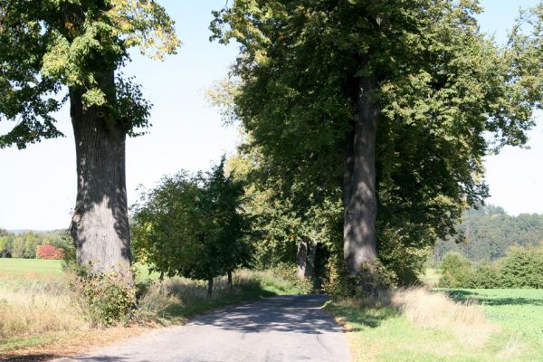 Ratibořice, 2.10.2011
Lipová alej u silnice k Bílému mostu.
Schlüsselwörter: Ratibořice u České Skalice Lamprodila rutilans