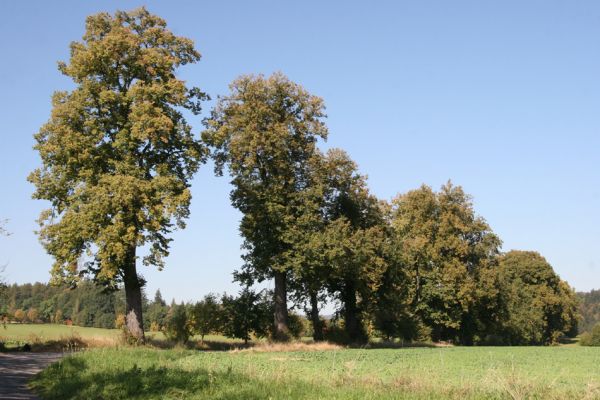 Ratibořice, 2.10.2011
Lipová alej u silnice k Bílému mostu. 
Keywords: Ratibořice u České Skalice Lamprodila rutilans