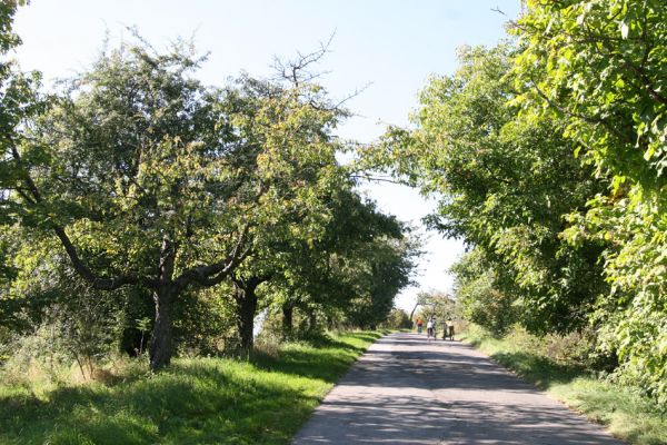 Ratibořice, 2.10.2011
Třešňová alej u silnice k Bílému mostu.
Klíčová slova: Ratibořice u České Skalice Anthaxia candens