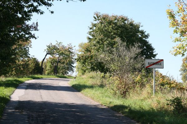 Ratibořice, 2.10.2011
Třešňová alej u silnice k Bílému mostu.
Klíčová slova: Ratibořice u České Skalice Anthaxia candens