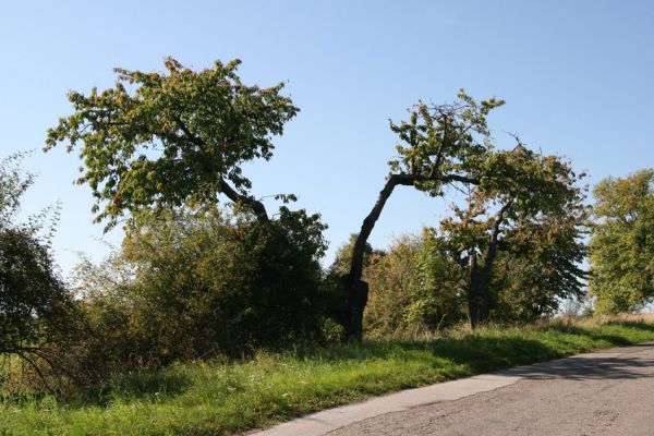 Ratibořice, 2.10.2011
Třešňová alej u silnice k Bílému mostu.
Klíčová slova: Ratibořice u České Skalice Anthaxia candens