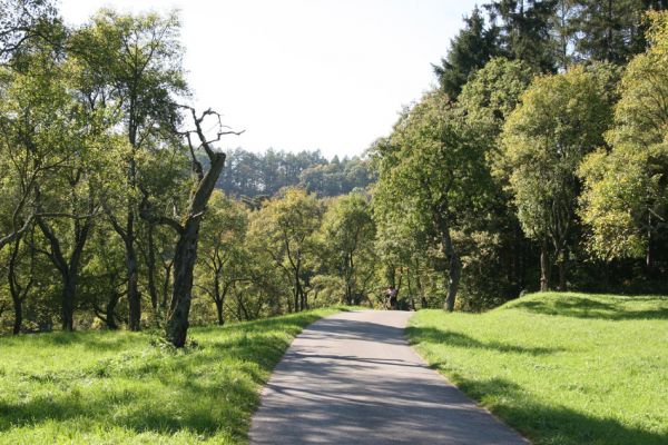 Žernov, Rýzmburk, 2.10.2011
Třešňovka nad Babiččiným údolím.
Klíčová slova: Žernov Rýzmburk Anthaxia candens