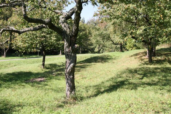 Žernov, Rýzmburk, 2.10.2011
Třešňovka nad Babiččiným údolím.
Klíčová slova: Žernov Rýzmburk Anthaxia candens