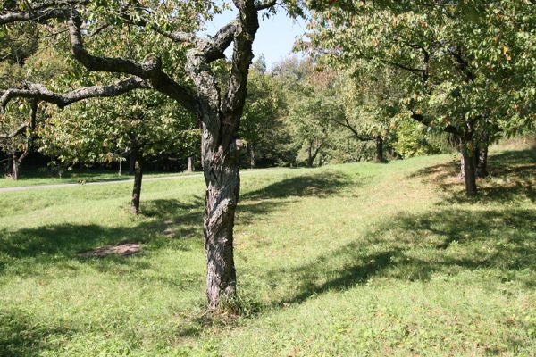 Žernov, Rýzmburk, 2.10.2011
Třešňovka nad Babiččiným údolím.
Mots-clés: Žernov Rýzmburk Anthaxia candens