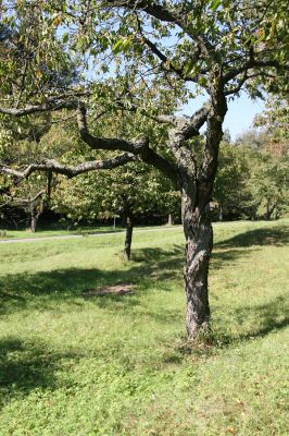 Žernov, Rýzmburk, 2.10.2011
Třešňovka nad Babiččiným údolím.
Klíčová slova: Žernov Rýzmburk Anthaxia candens