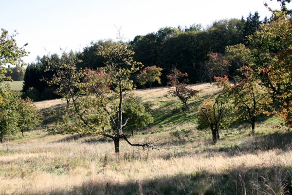 Solovnický Dvůr, 30.9.2011
Třešňovka.
Schlüsselwörter: Česká Metuje Solovnický Dvůr