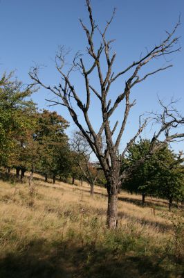 Solovnický Dvůr, 30.9.2011
Třešňovka.
Klíčová slova: Česká Metuje Solovnický Dvůr