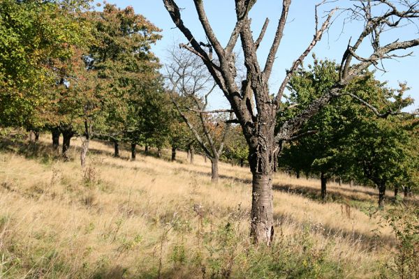 Solovnický Dvůr, 30.9.2011
Třešňovka.
Mots-clés: Česká Metuje Solovnický Dvůr