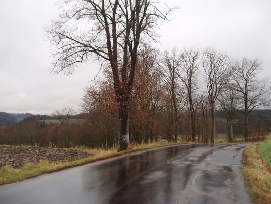 Žamberk, listopad 2010
Lipová alej u silnice na Kunvald.
Klíčová slova: Žamberk Kunvald Lamprodila rutilans
