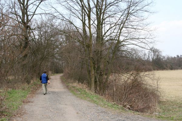 Chlumec nad Cidlinou, 28.3.2011
Lipová alej na levém břehu Cidliny u cesty k bažantnici.
Schlüsselwörter: Chlumec nad Cidlinou Osmoderma barnabita páchník Elater ferrugineus Crepidophorus mutilatus Lamprodila rutilans Kubík