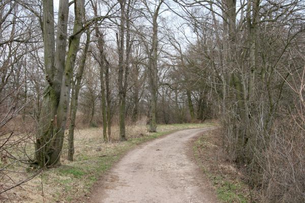 Chlumec nad Cidlinou, 28.3.2011
Lipová alej na levém břehu Cidliny u cesty k bažantnici.
Schlüsselwörter: Chlumec nad Cidlinou Osmoderma barnabita páchník Elater ferrugineus Crepidophorus mutilatus Lamprodila rutilans