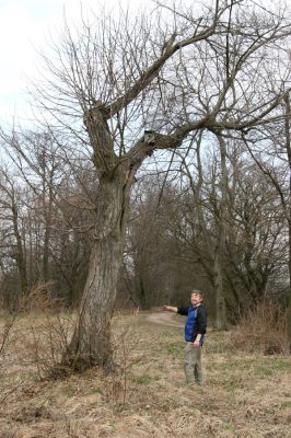 Chlumec nad Cidlinou, 28.3.2011
Dutá lípa v lipové aleji na levém břehu Cidliny u cesty k bažantnici.
Klíčová slova: Chlumec nad Cidlinou Osmoderma barnabita páchník Elater ferrugineus Crepidophorus mutilatus Lamprodila rutilans Kubík