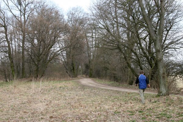 Chlumec nad Cidlinou, 28.3.2011
Lipová alej na levém břehu Cidliny u cesty k bažantnici.
Schlüsselwörter: Chlumec nad Cidlinou Osmoderma barnabita páchník Elater ferrugineus Crepidophorus mutilatus Lamprodila rutilans Kubík