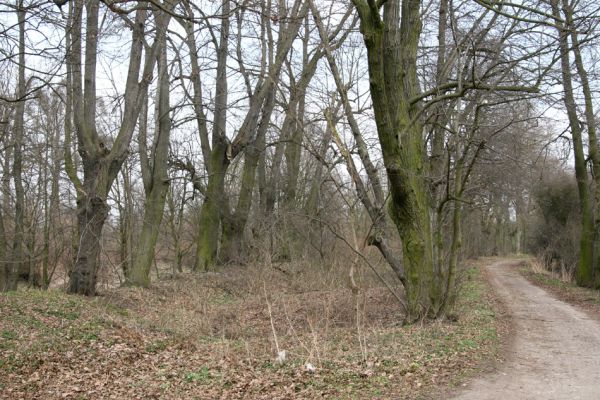 Chlumec nad Cidlinou, 28.3.2011
Lipová alej na levém břehu Cidliny u cesty k bažantnici.
Klíčová slova: Chlumec nad Cidlinou Osmoderma barnabita páchník Elater ferrugineus Crepidophorus mutilatus Lamprodila rutilans