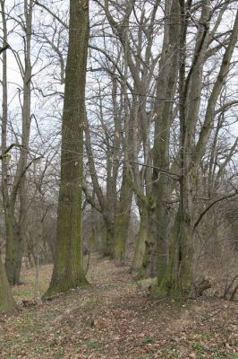 Chlumec nad Cidlinou, 28.3.2011
Lipová alej na levém břehu Cidliny u cesty k bažantnici.
Schlüsselwörter: Chlumec nad Cidlinou Osmoderma barnabita páchník Elater ferrugineus Crepidophorus mutilatus Lamprodila rutilans